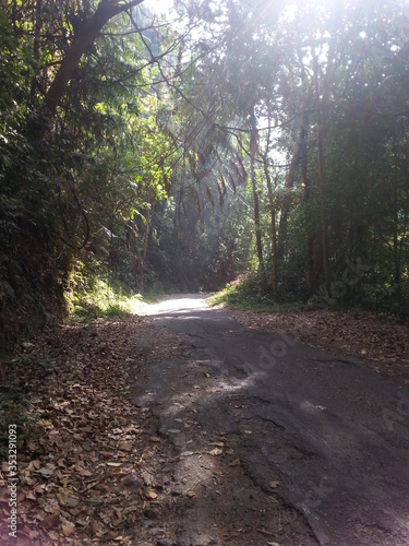 path in the forest
