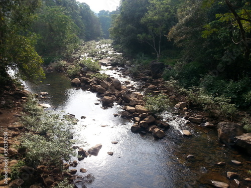 river in the forest
