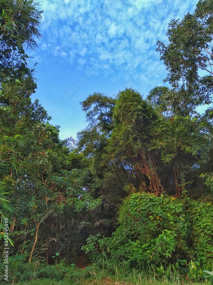 Flora and fauna found at mangrove area located at Tioman island, Malaysia