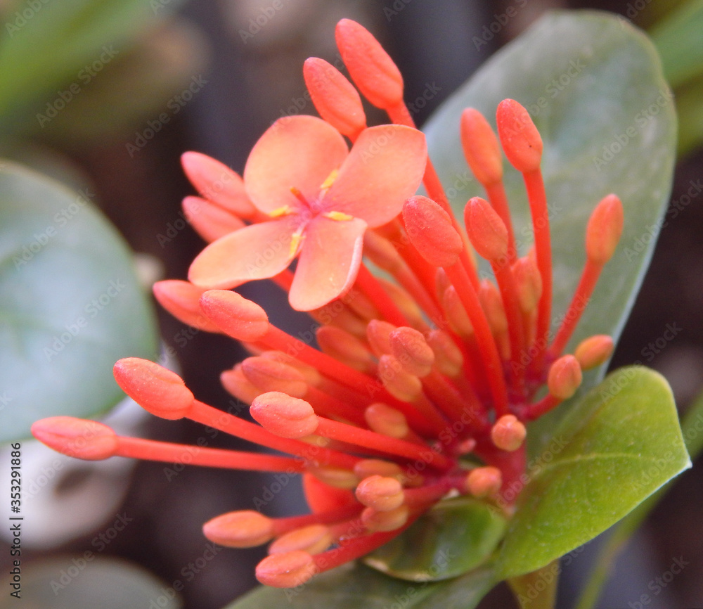 Obraz premium Planta