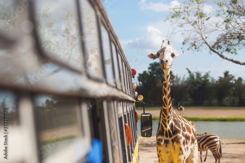 Photography Giraffe Looking for food from a bus window in safari open zoo