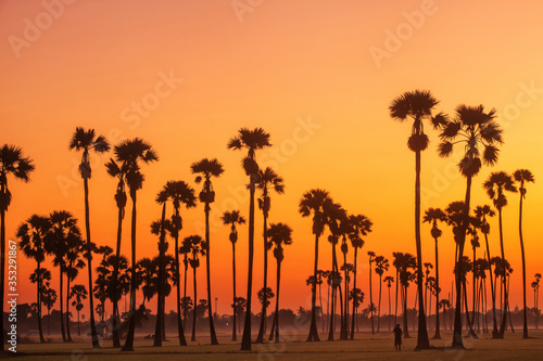 Silhouette of Sugar Palm tree and Rice Feild at Twilight sky in Thailand