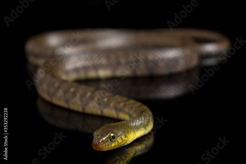 Water Snake Triangle Keelback (Xenochrophis trianguligerus) isolated on black background
 photo