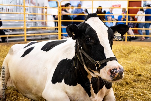 Fotografija state fair strong cow resting