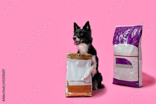 Happy dog, border collie black and white color, hugs food with one paw on a pink background
