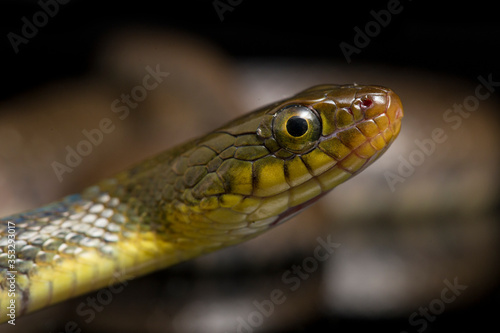 Water Snake Triangle Keelback (Xenochrophis trianguligerus) isolated on black background
 photo