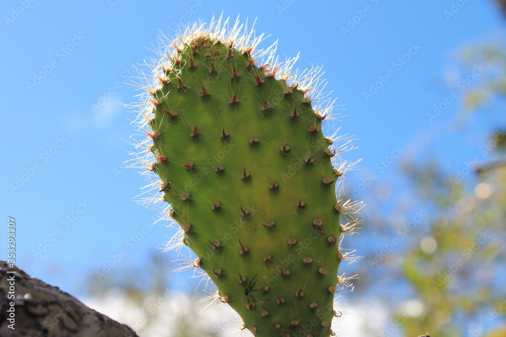 Cactus Cactus