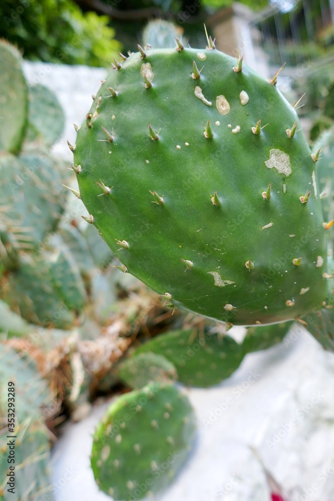 Cacti. Landscaping with cacti plants.cactus Close-up.Green plant background.cactus texture for wallpaper. Desert garden with Cacti Cacti. Landscaping with cacti plants.cactus Close-up.Green plant background.cactus texture for wallpaper. Desert garden with Cacti