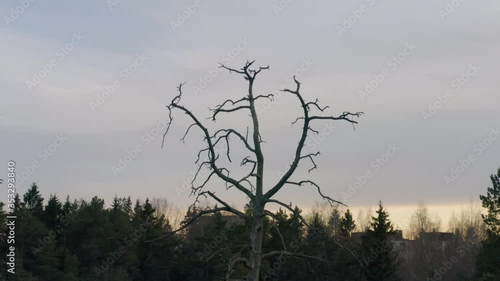 The branches of a dead tree can be seen contrasting with the grey clouds and orange light. The branches of a dead tree can be seen contrasting with the grey clouds and orange light.