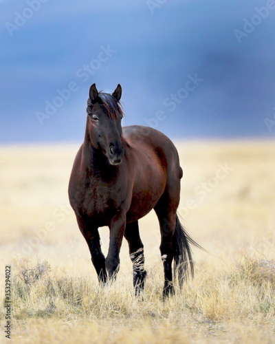 Wild horse on the plains of southern Utah