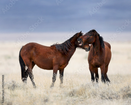 Now that was funny   Two wild horses on the plains of southern Utah