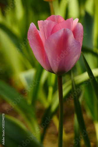 red tulip in the garden