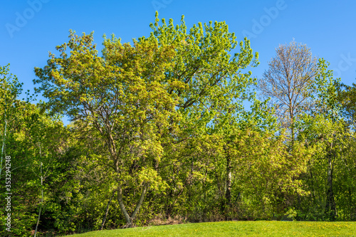 Spring Time and Trees in the Park