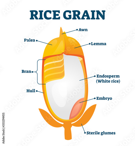 Rice grain vector illustration. Labeled educational structure description. photo
