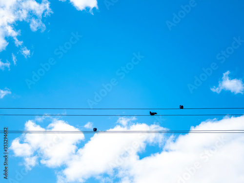 Three birds sit on wires against a blue sky. Silhouettes of birds.