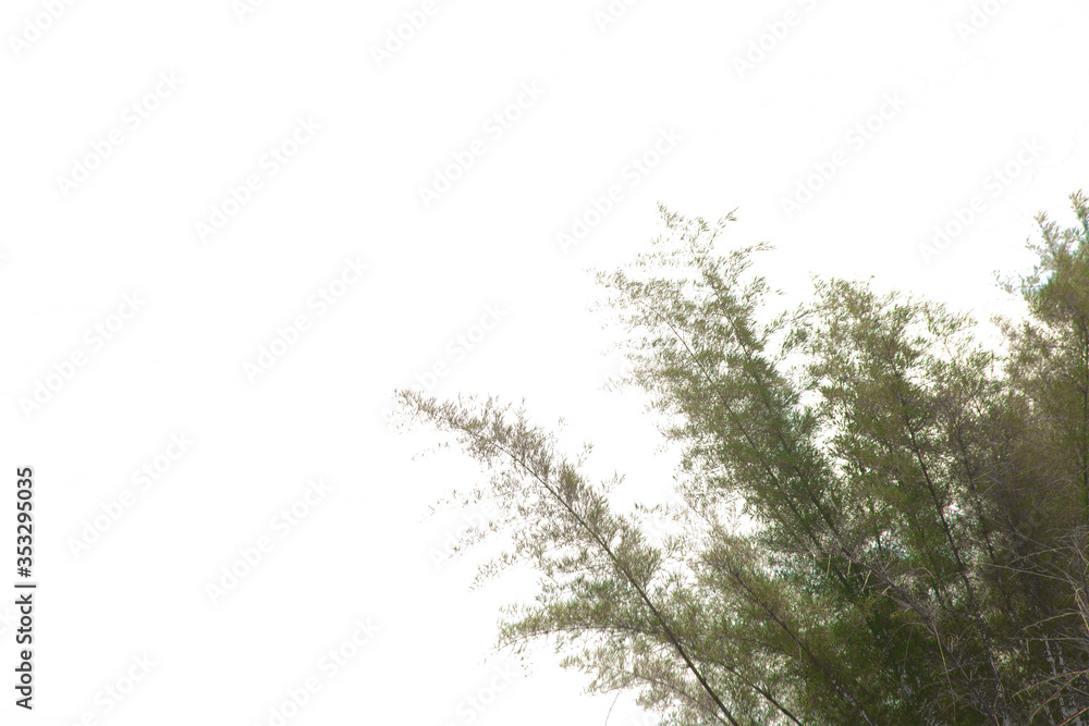 Branch of bamboo tree on isolated, an evergreen leaves plant di cut on white background with clipping path..