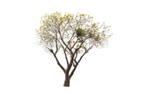 Green tree on isolated, an evergreen leaves plant di cut on white background with clipping path..