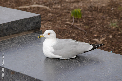 seagull on a stone slab