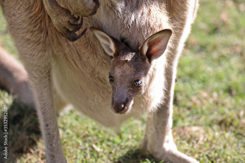 Baby kangaroo inside of it's mother's pouch in Australia