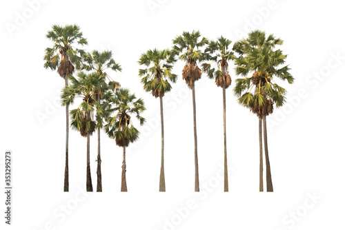 Group of sugar palm tree on isolated, an evergreen leaves plant di cut on white background with clipping path.. © topten22photo
