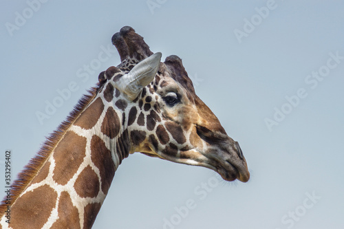 giraffe head