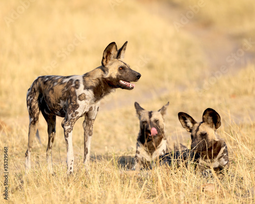 Photography Wild dogs in Africa.  One standing and two sitting in a field.