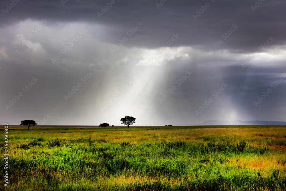Fototapeta premium Light coming through on a tree on the plains of the Serengeti in Africa