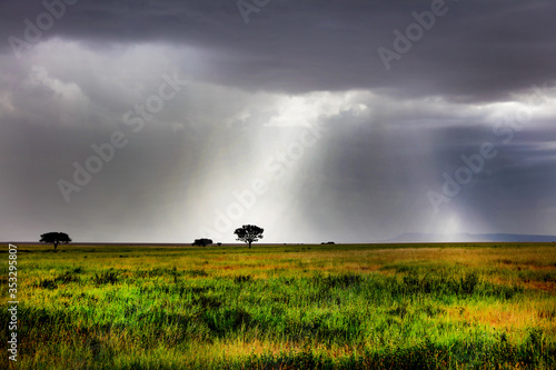 Light coming through on a tree on the plains of the Serengeti in Africa