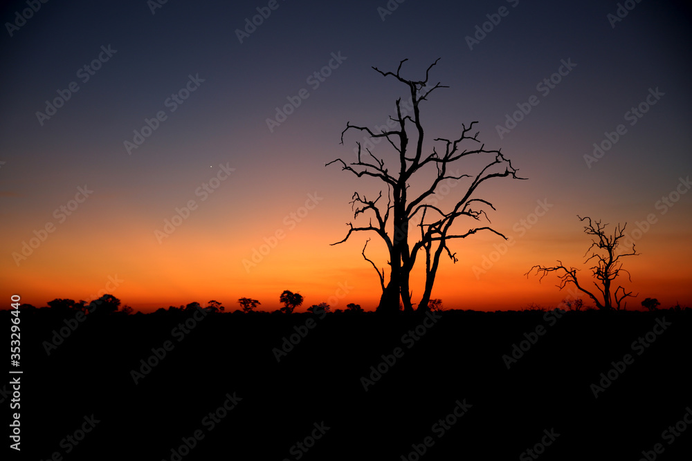 Sunset in Africa with silhouette of a tree with no leaves.  A calm and peaceful evening.