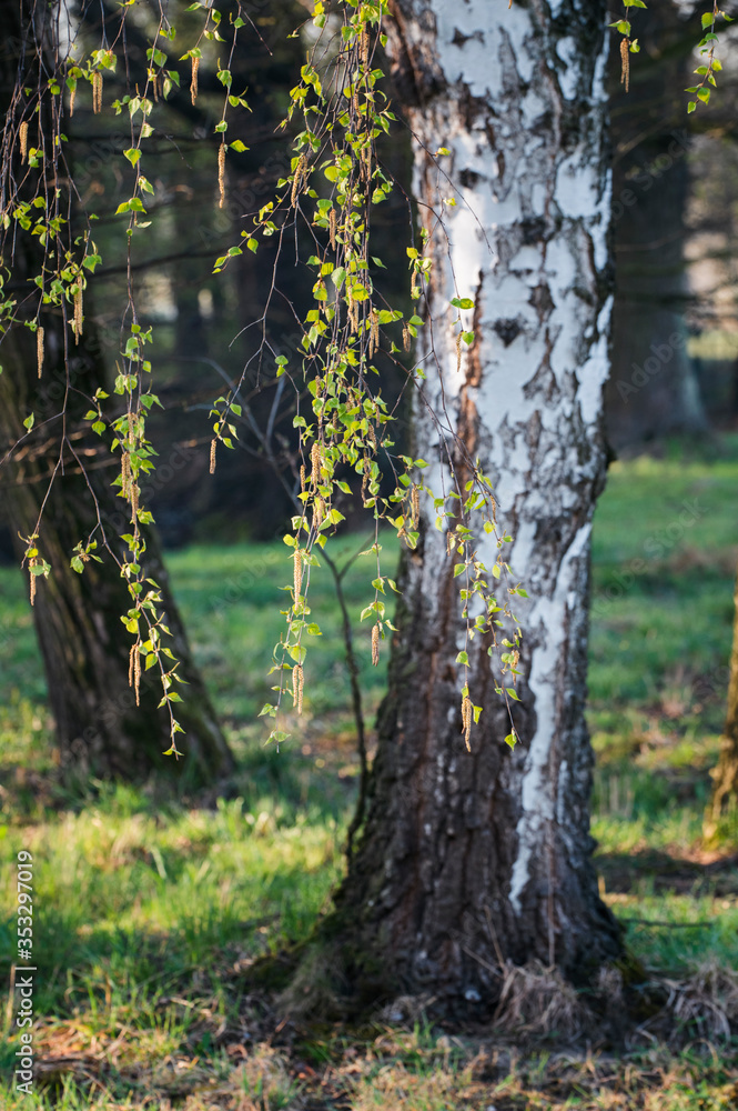 Naklejka premium Birch twig with leaves and flowers with a trunk in the background.