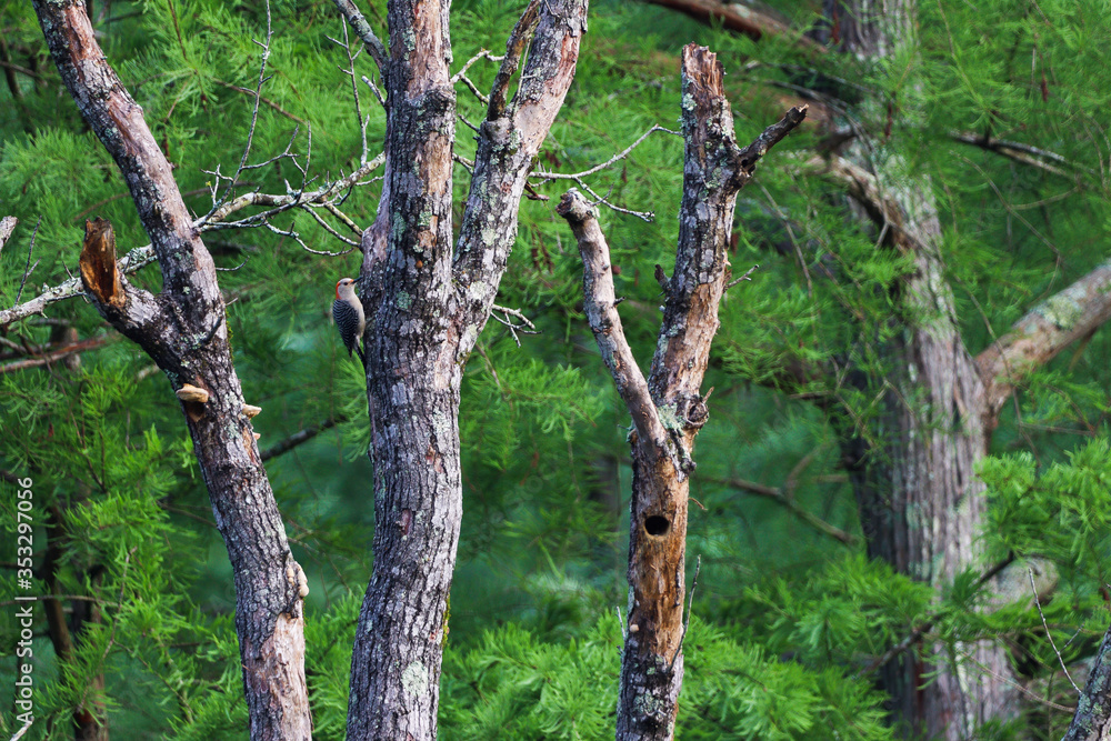 Fototapeta premium Wood pecker 