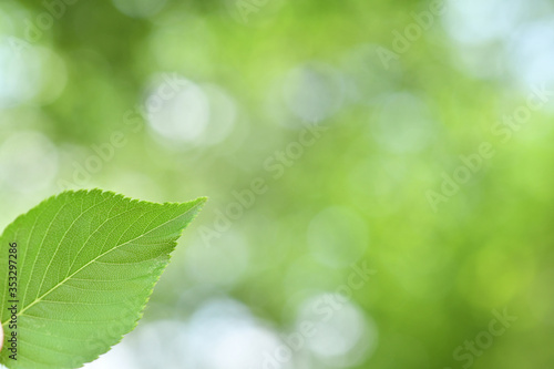 Green leaves background © tamayura39