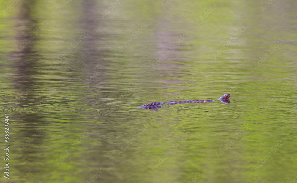 Water snake
