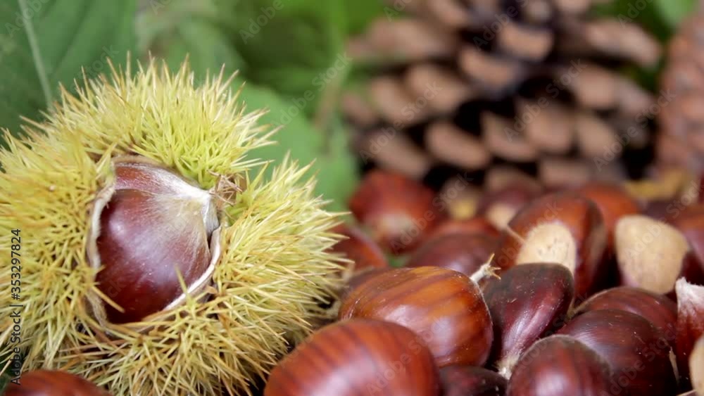 Chestnuts and pinecones. Autumnal composition. Soft change of focus. Chestnuts and pinecones. Autumnal composition. Soft change of focus.