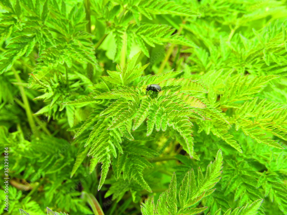 green fern leaves green fern leaves