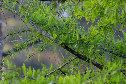 Cypress branches