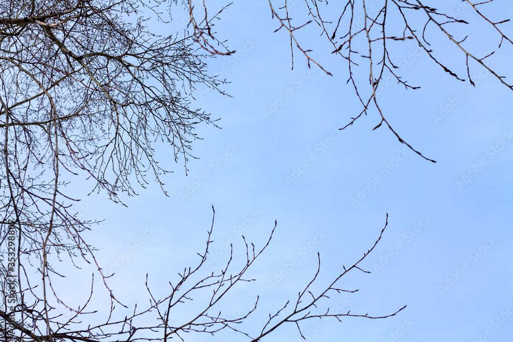 blue sky with tree branches without leaves. Beautiful sky on a winter day.