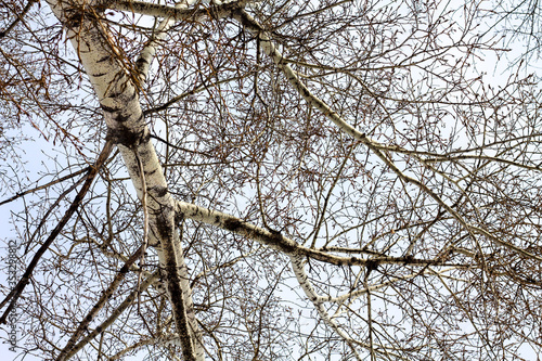 Birch catkins on branches without leaves on blue sky background. Birch bloom as beginning of Allergy. Spring flowering plants concept