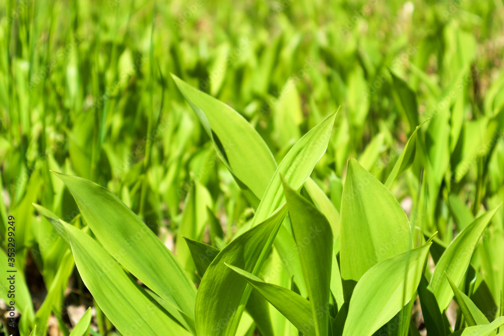 spring bright green lily of the valley field closeup spring bright green lily of the valley field closeup