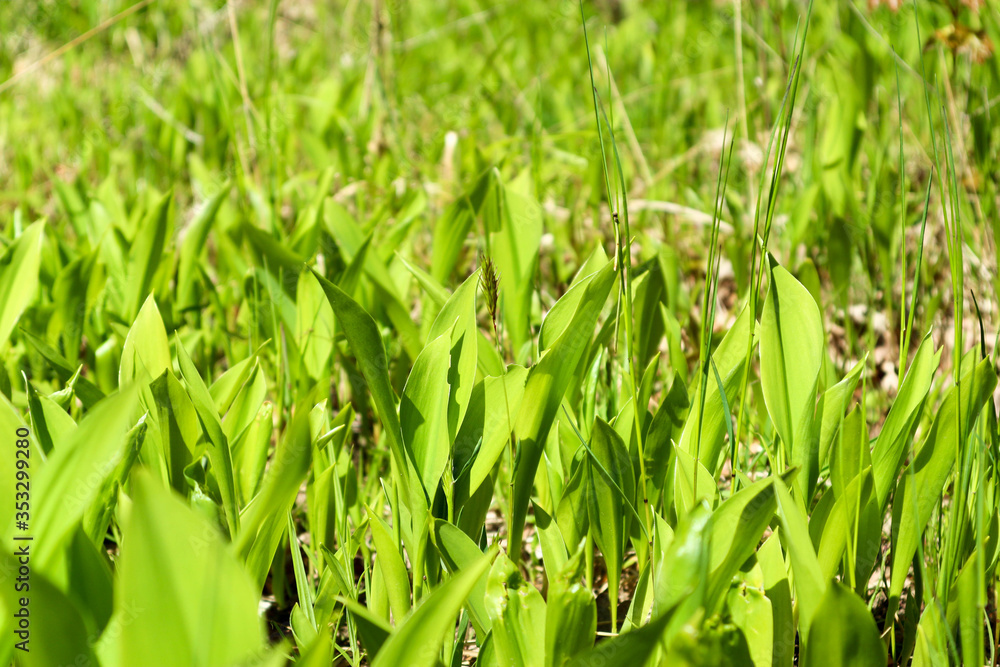 spring bright green lily of the valley field closeup spring bright green lily of the valley field closeup