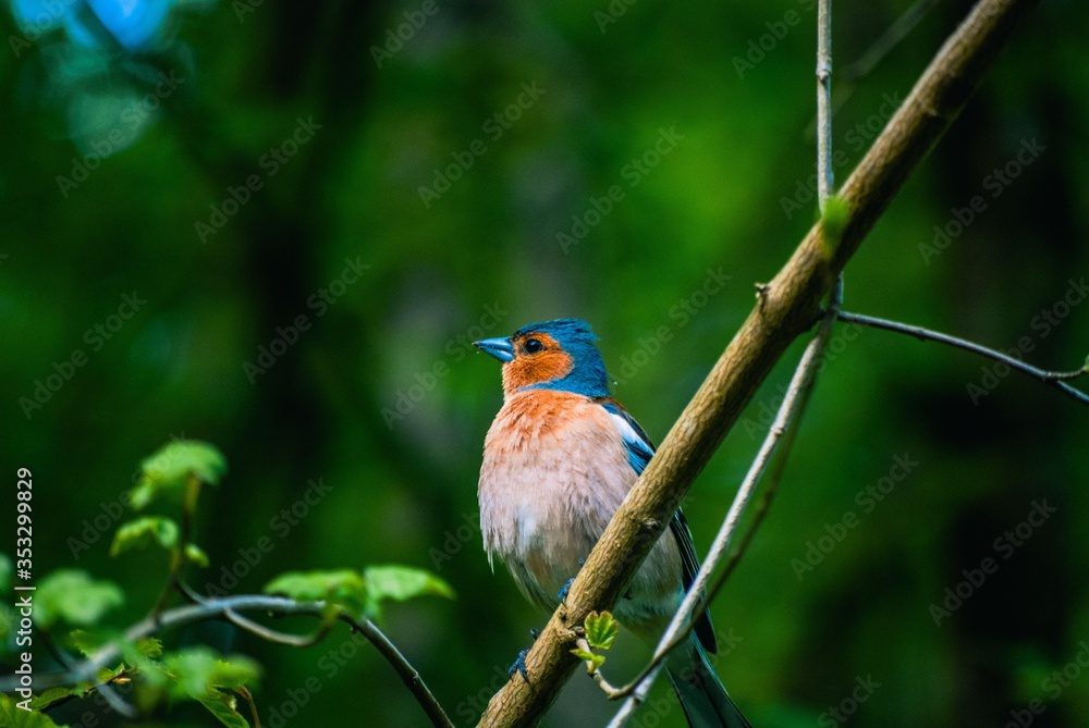 bird bird