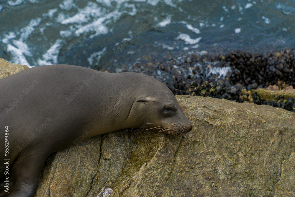 Fototapeta premium Pacific sea lions sitting on coastal rock jetty