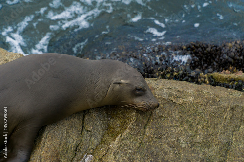 Pacific sea lions sitting on coastal rock jetty