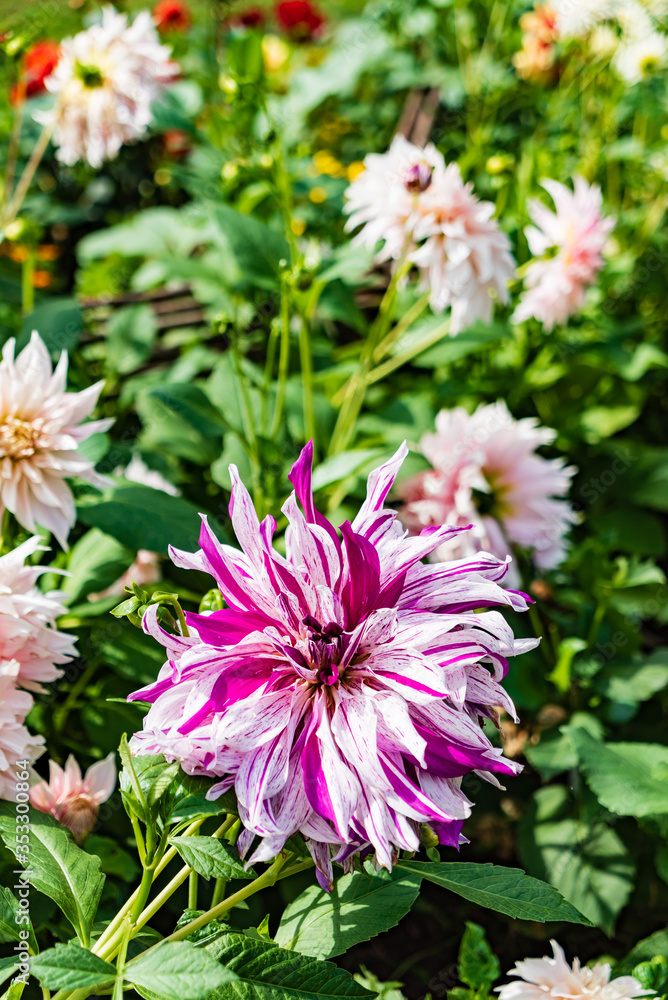 dahlia flowers in the garden dahlia flowers in the garden