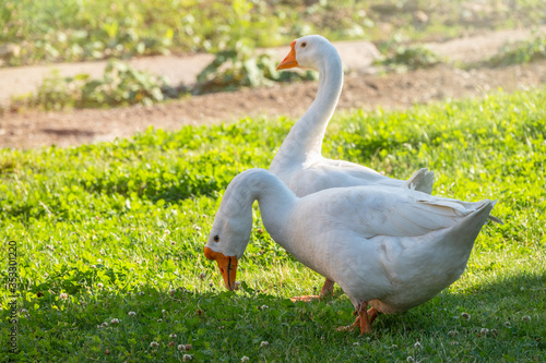 Two white geese eat grass on a green lawn