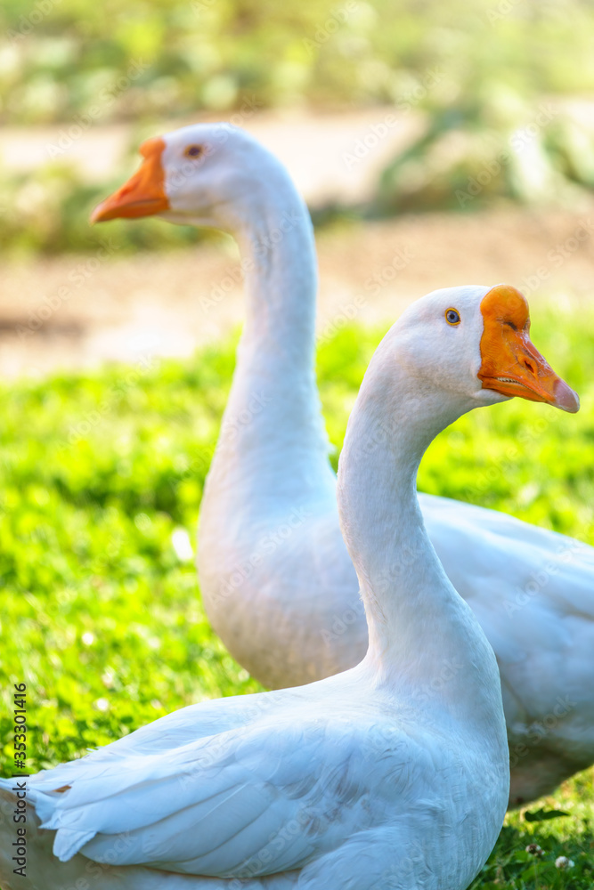 Obraz premium Two white big geese peacefully walking together in green grassy lawn on bright sunny day. Domestic goose, greylag goose or white goose, Anser cygnoides domesticus.
