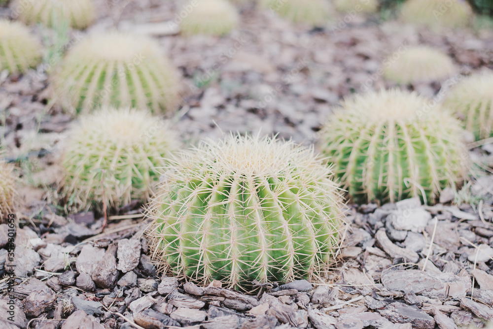 Ball shaped cactus in outdoor garden. Barrel cactus. Gardening concept Ball shaped cactus in outdoor garden. Barrel cactus. Gardening concept