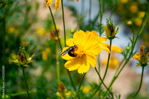 insect on yellow cosmos flower in garden
