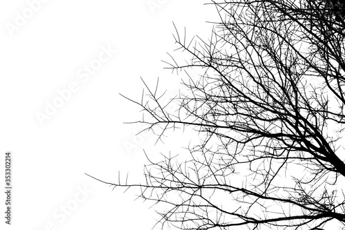 silhouette branch die tree on white background