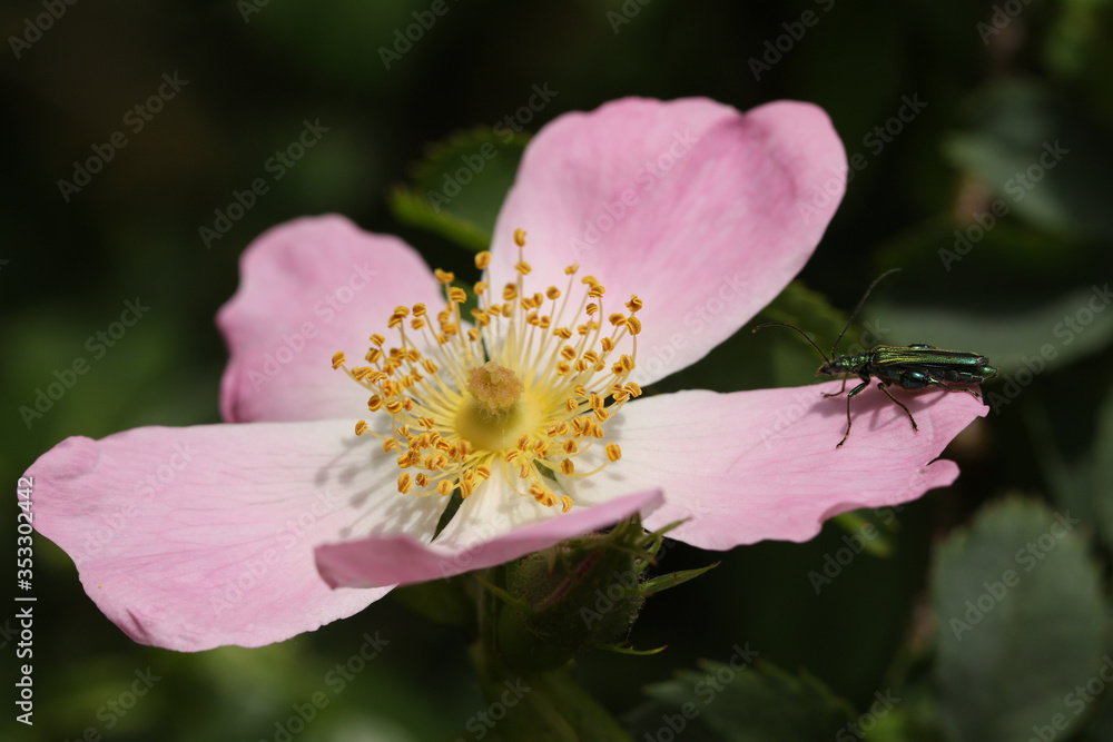 Obraz premium A Swollen-thighed Beetle, Oedemera nobilis, perching on the petal of a wild Dog Rose flower, Rosa canina, growing in the countryside in the UK.
